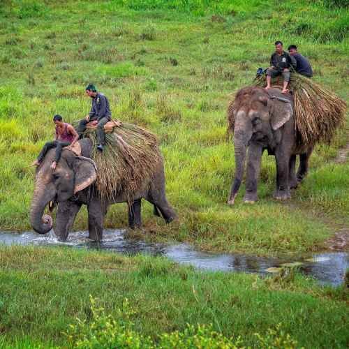 Jungle Safari in Nepal, Trekking Planner Inc.