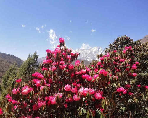 Rhododendron Flowers In Everest Nepal